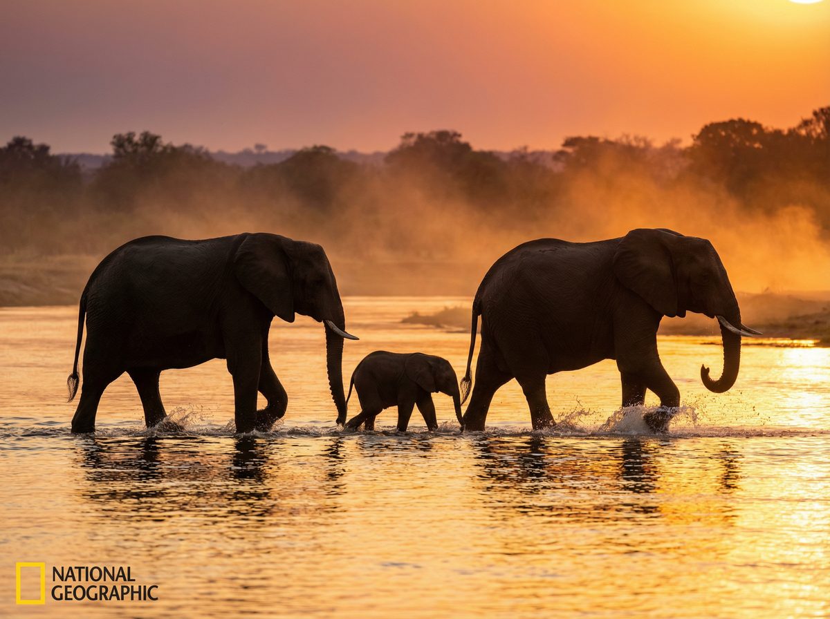 草莓视频大象视频